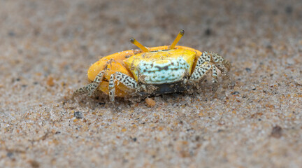A fiddler crab on the salt flats beach sand at ennore beach, chennai, tamilnadu, India. A fiddler crab ready to fight, family Ocypodidae, ghost crab and mangrove crab.