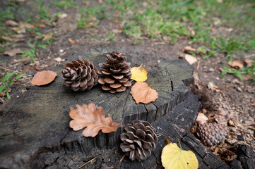 pine cones and autumn leaves on wood