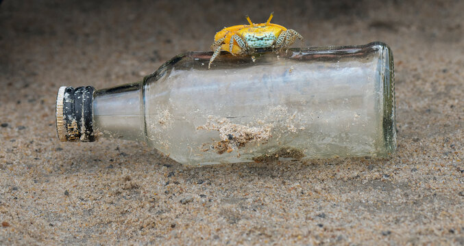 A fiddler crab on the salt flats beach sand at ennore beach, chennai, tamilnadu, India. A fiddler crab ready to fight, family Ocypodidae, ghost crab and mangrove crab. - Powered by Adobe