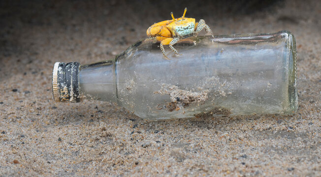 A fiddler crab on the salt flats beach sand at ennore beach, chennai, tamilnadu, India. A fiddler crab ready to fight, family Ocypodidae, ghost crab and mangrove crab.