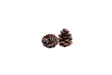 pine cones on white background