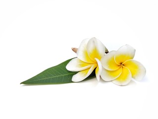 Beautiful frangipani flowers and leaf (plumeria alba) isolated on white background. Botanical photography for creative Design