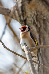 European Goldfinch (Carduelis carduelis) in Dublin (Ireland)