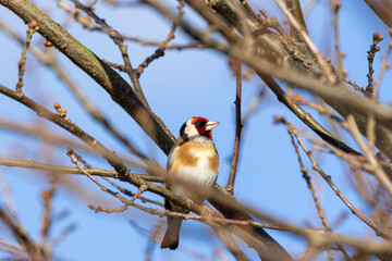 European Goldfinch (Carduelis carduelis) in Dublin (Ireland)