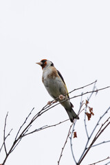 Fototapeta premium European Goldfinch (Carduelis carduelis) in Dublin (Ireland)