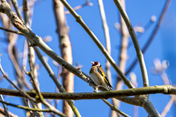 European Goldfinch (Carduelis carduelis) in Dublin (Ireland)