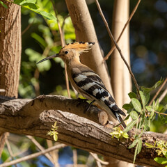 red headed woodpecker