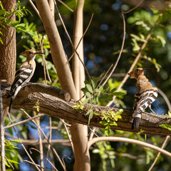 a pair of birds sitting on a branch