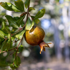 pomegranate on tree