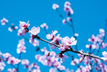 Fresh spring background with soft peach tree blossoms. Natural floral beauty and seasonal nature scene.