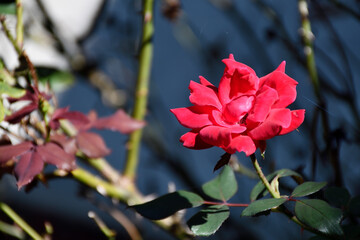 Vibrant red rose at garden