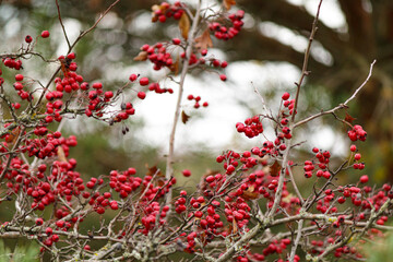 Close-up of red hawthorn berries growing on tree branches in autumn. Bright clusters of fruit illuminated by warm sunlight. Seasonal nature background with vivid red berries and soft bokeh.