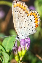 Fototapeta premium A stunning macro photograph of a delicate spotted butterfly with vibrant orange markings resting on a beautiful purple wildflower