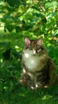 A fluffy tricolor cat sits in a raspberry bush and looks around. Vertical video