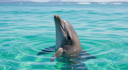 A dolphin playfully breaches the surface of turquoise water, its head and upper body visible above the waves.