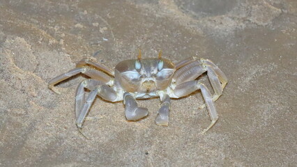 crab on the sand in the sea, closeup of photo