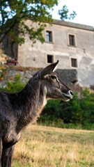 Fototapeta premium Close-up of a deer in a grassy field with a stone building in the background