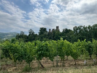 vineyard in france