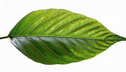 Obraz premium A Vibrant Green Leaf Branch With Detailed Textures And Natural Curves Against A Transparent Background