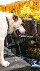 Dog on a wooden bridge amidst autumn foliage