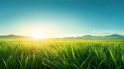 Fototapeta premium A vibrant sunrise casts golden light over a sprawling green field, with gentle hills and mountains visible on the horizon, creating a serene landscape at dawn.