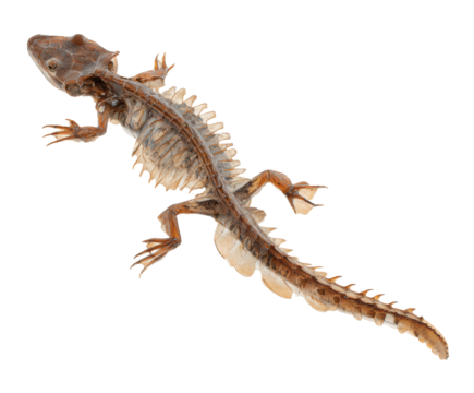 Unique amphibian showcasing skeletal structure and natural features