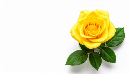 Fototapeta premium the image presents a bright yellow blossom, elegantly positioned against a solid backdrop. the flower's petals are tightly layered in the center, gradually unfurling towards the outer edges