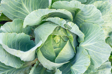 Fototapeta premium Young cabbage growing in an agricultural field