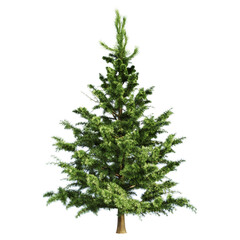 The Spruce Tree 3d Illustration