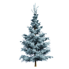 The Spruce Tree 3d Illustration