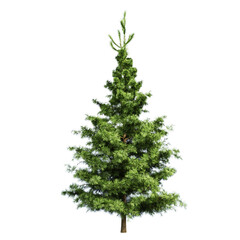 The Spruce Tree 3d Illustration
