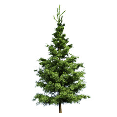 The Spruce Tree 3d Illustration