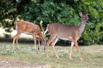 deer in the woods