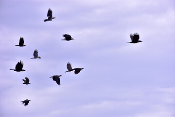 Wild crows flying together above tropical riverside forest landscape with tall green trees