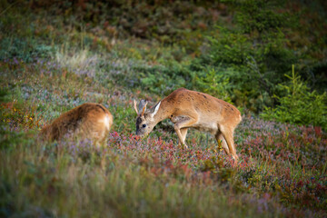 a young roe buck, a yearling, in the sunrise on a mountain meadow at a autumn morning