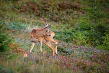 a young roe buck, a yearling, in the sunrise on a mountain meadow at a autumn morning