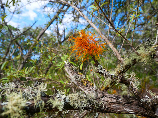 Golden-eye lichen - Teloschistes chrysophthalmus -  grows on small branches and twigs in open, sunny coastal habitats.  Background blurred or out of focus
