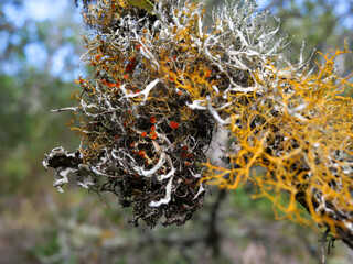 Close-up of golden-eye lichen - Teloschistes chrysophthalmus is growing on small branches and twigs in open, sunny coastal habitats.  Background blurred or out of focus