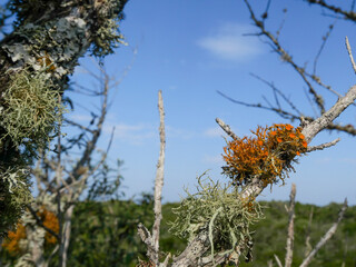 Close-up of golden-eye lichen - Teloschistes chrysophthalmus - growing on small branches and twigs in open, sunny coastal habitats.  Background blurred or out of focus