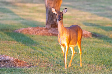roe deer in the wild