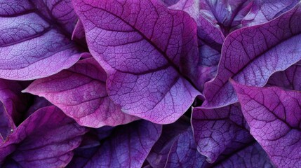 A close-up view reveals lush purple leaves layered together, highlighting their rich colors and unique textures. The interplay of light enhances the beauty of this botanical setting.
