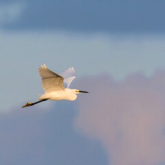 Obraz premium A white bird soars through a soft-hued sky