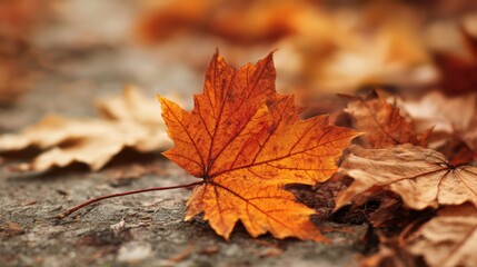 Vibrant orange and brown leaves lay on a textured surface in a peaceful outdoor location, capturing the essence of autumn. The fallen foliage creates a cozy ambiance.