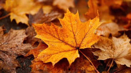 A close-up view showcases a bright orange maple leaf resting among various shades of fallen leaves on a damp surface. The rain enhances the autumn colors and textures.