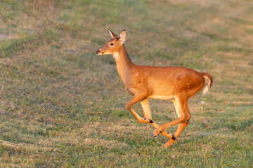deer in the woods