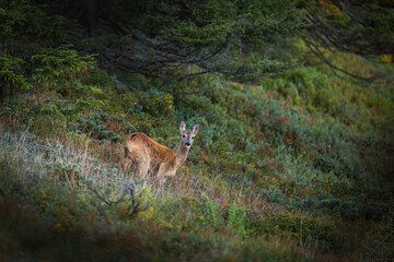 a young roe deer female, a yearling, on a mountain meadow at a autumn morning