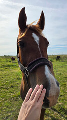 Obraz premium Hand stroking horse on field. Woman petting a horse outdoors
