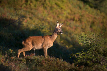 a young roe buck, a yearling, in the sunrise on a mountain meadow at a autumn morning