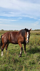 Group of young horses on the pasture