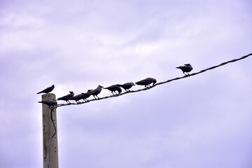 House crow soaring through sky with wings spread wide above lush riverside vegetation